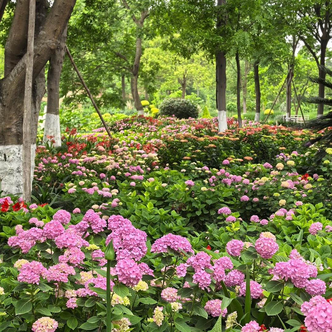 助农小杨