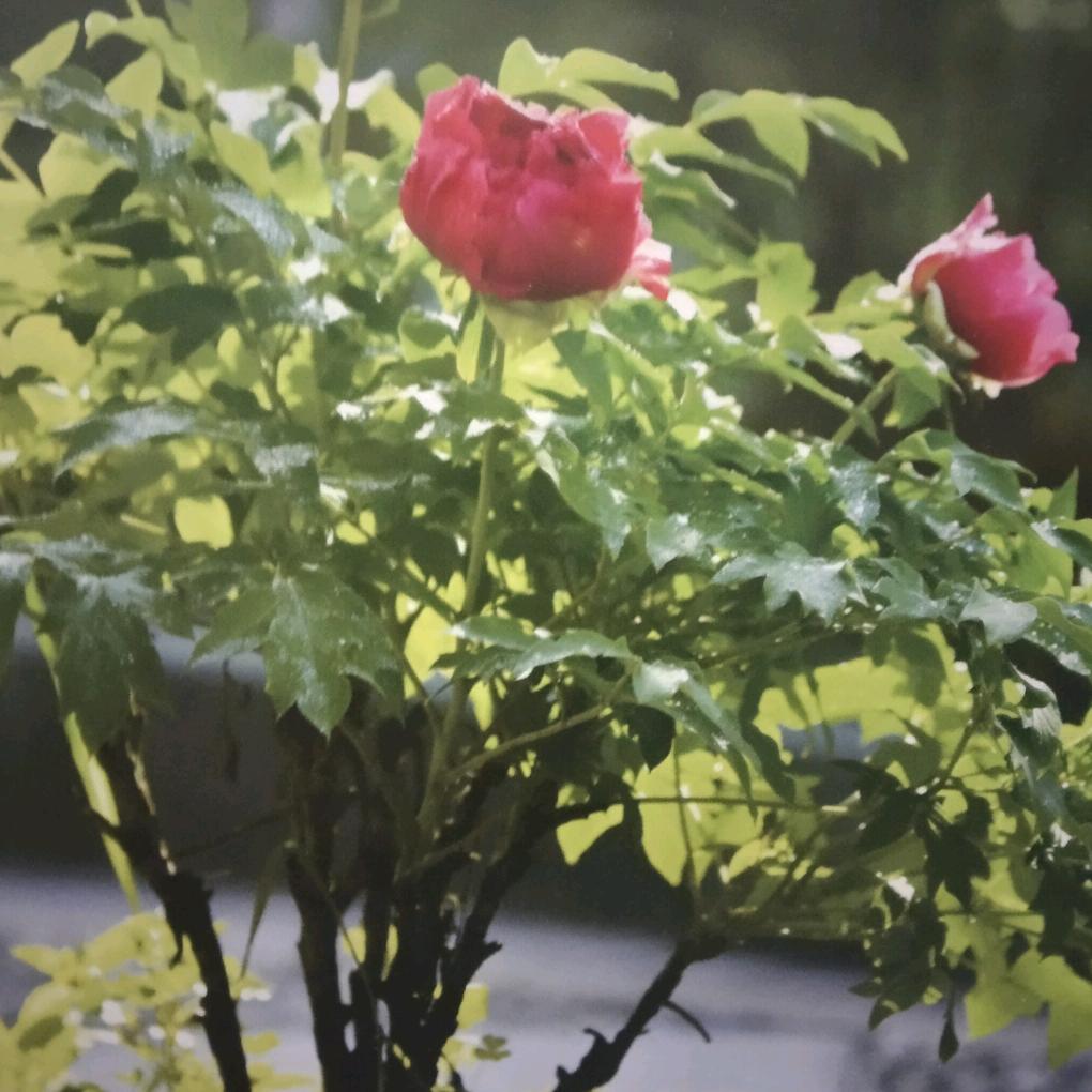 晴天