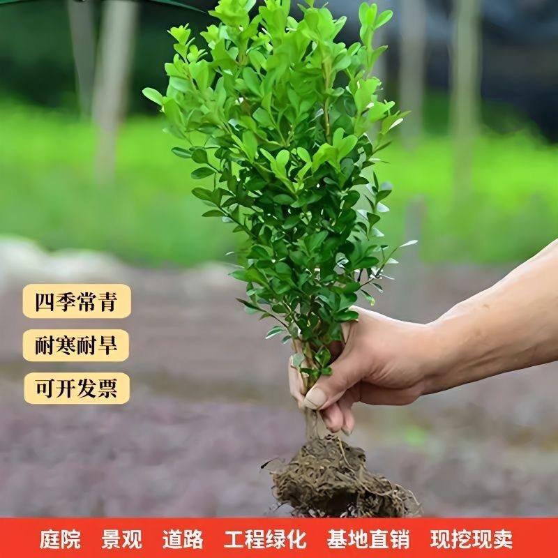 小何苗木基地