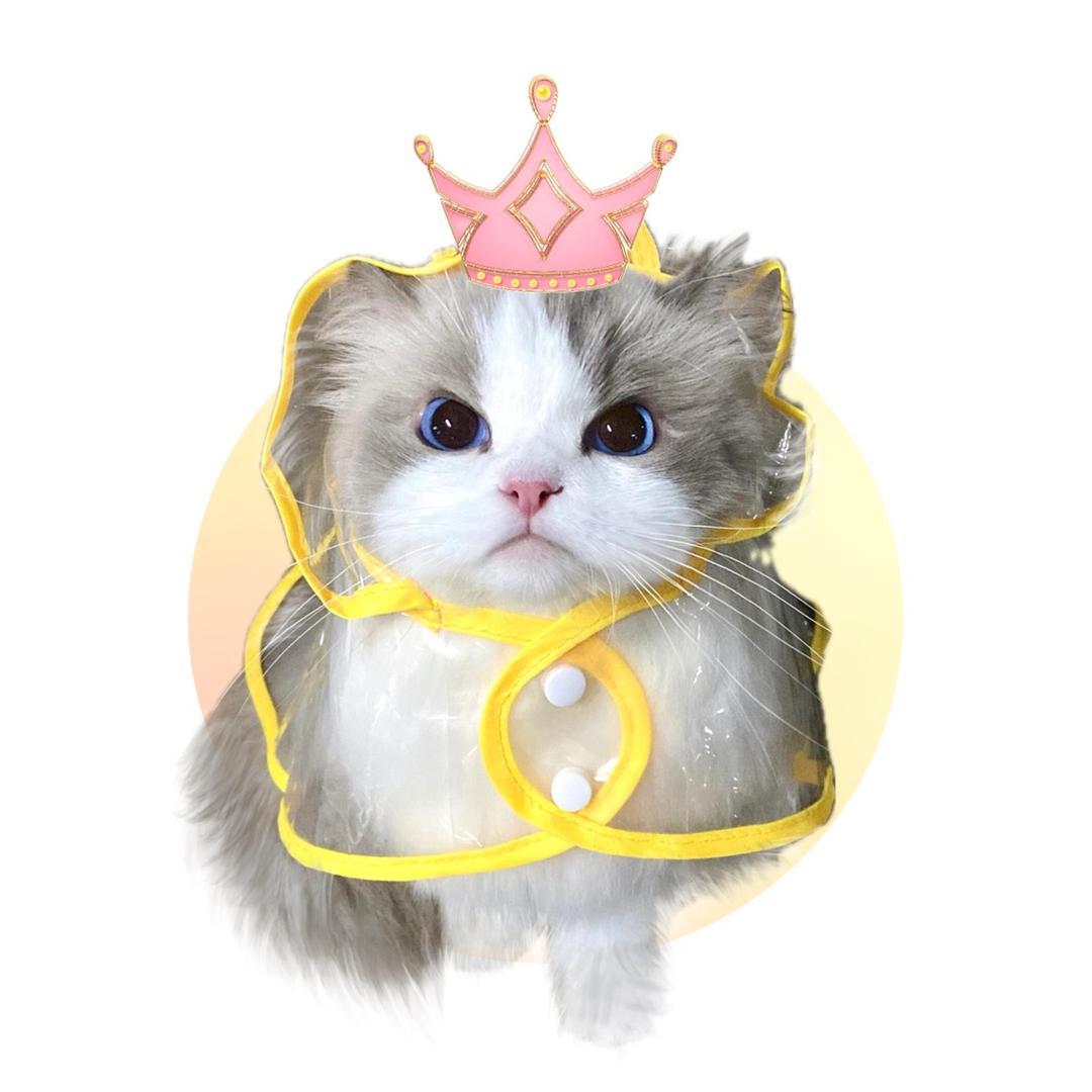 猫meme驾到