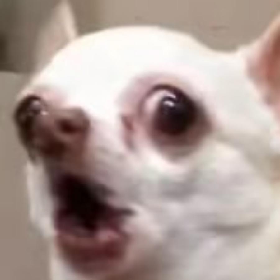 跑不吗