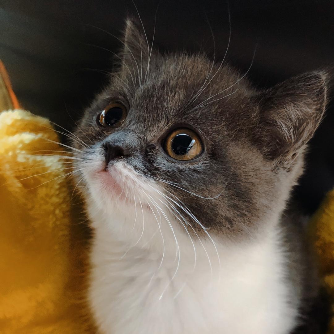 头盔喵喵是公主（只说实话版）