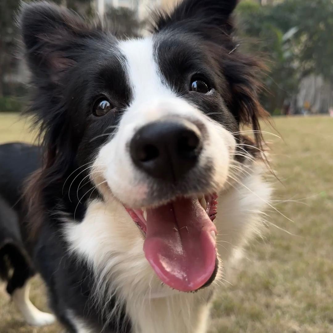 一狗二猫的生活