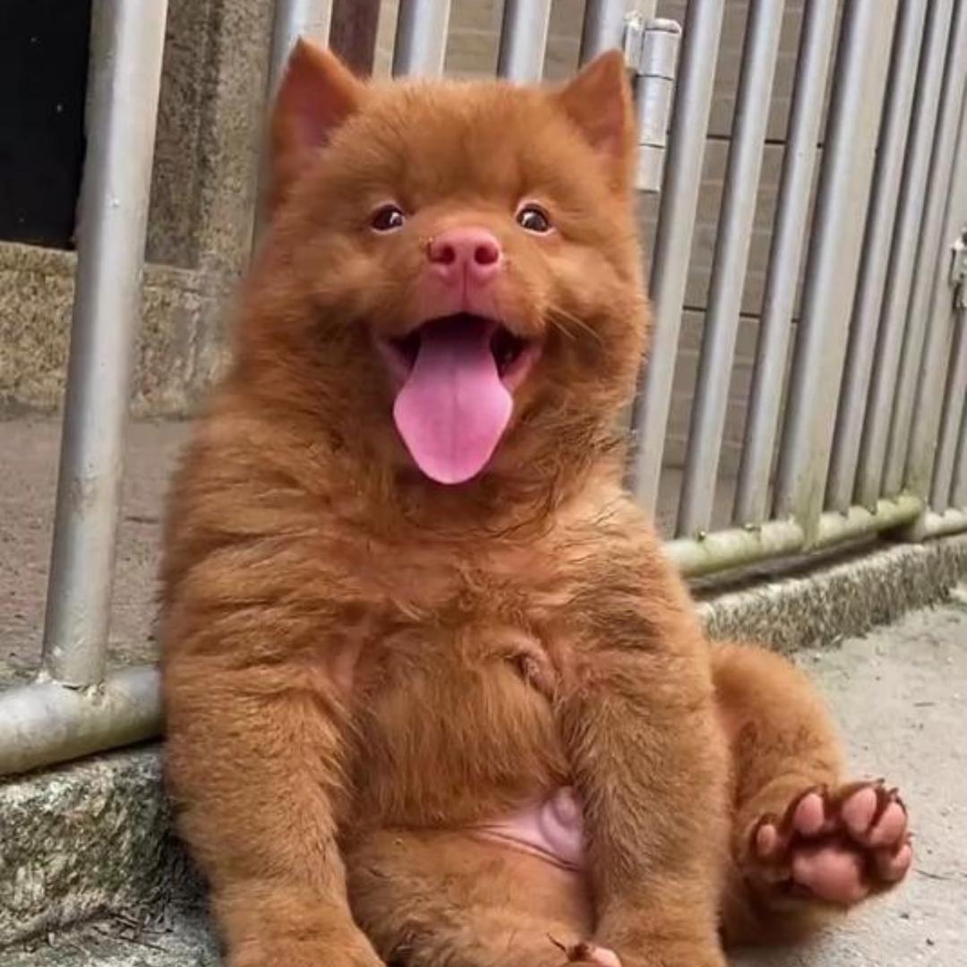 @土松犬情报局(大琪)