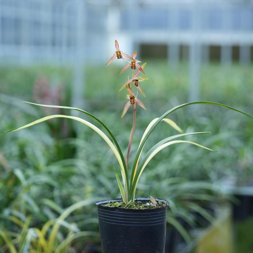 绿金兰花基地-松鑫