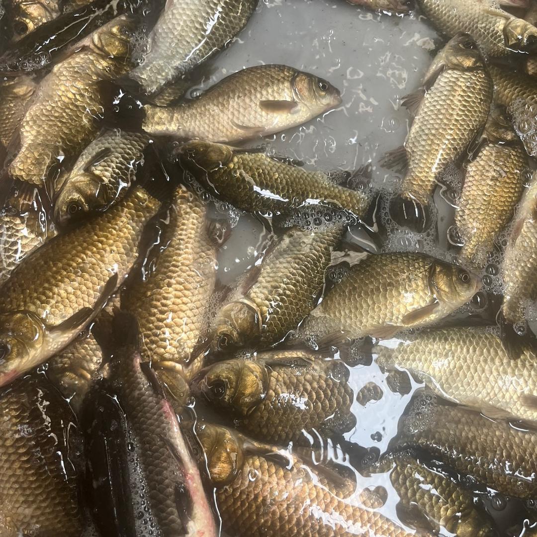 微山湖野鱼土杂