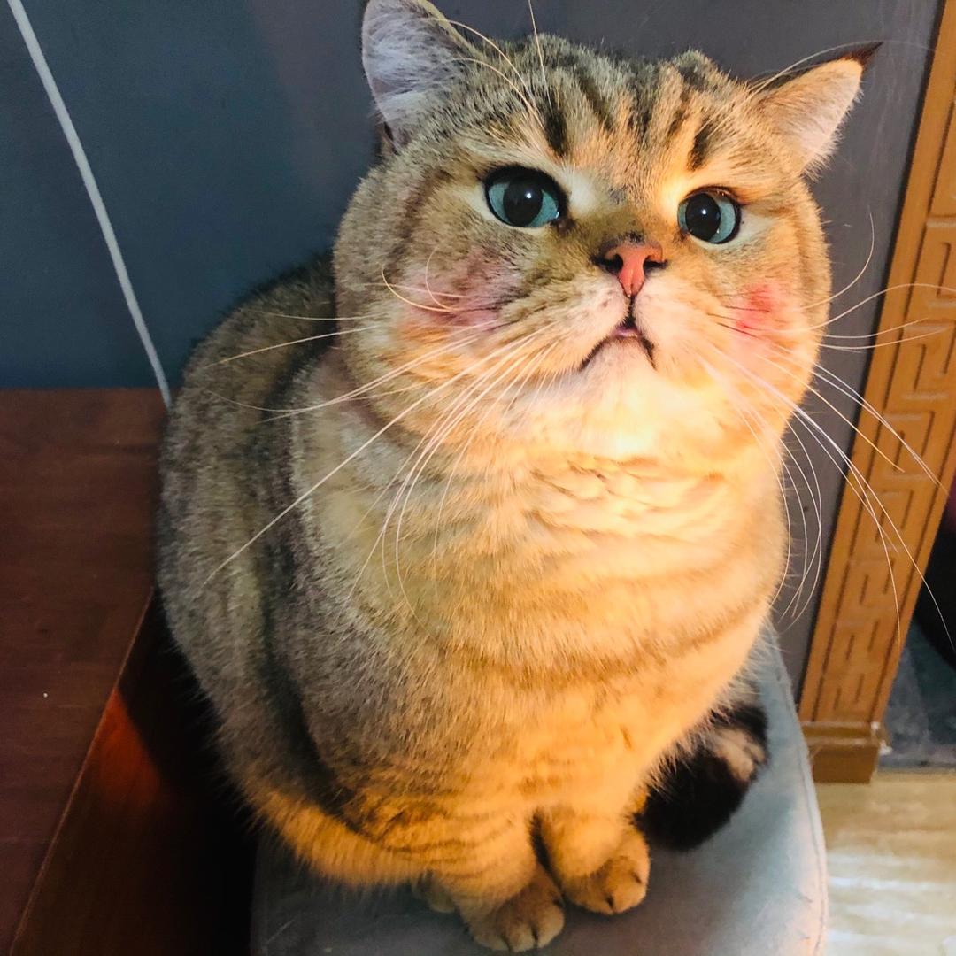 啤酒这只猫