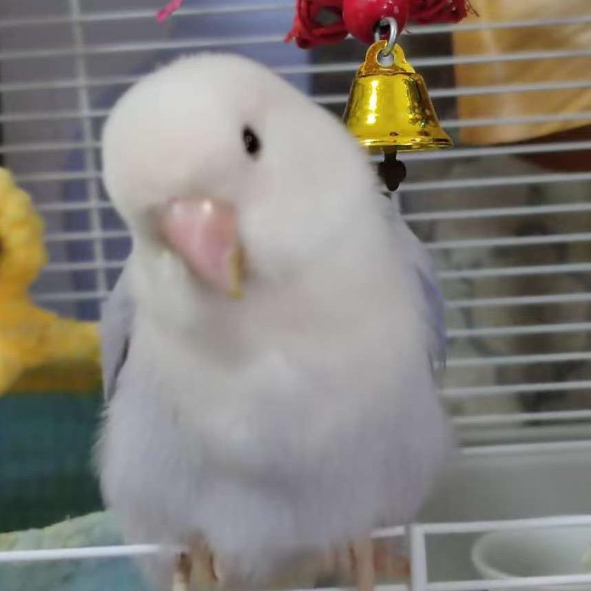 小鸟观察所