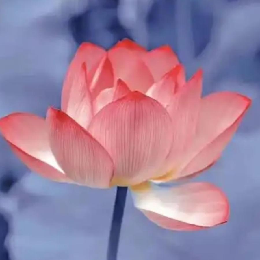 我是李哥JPA