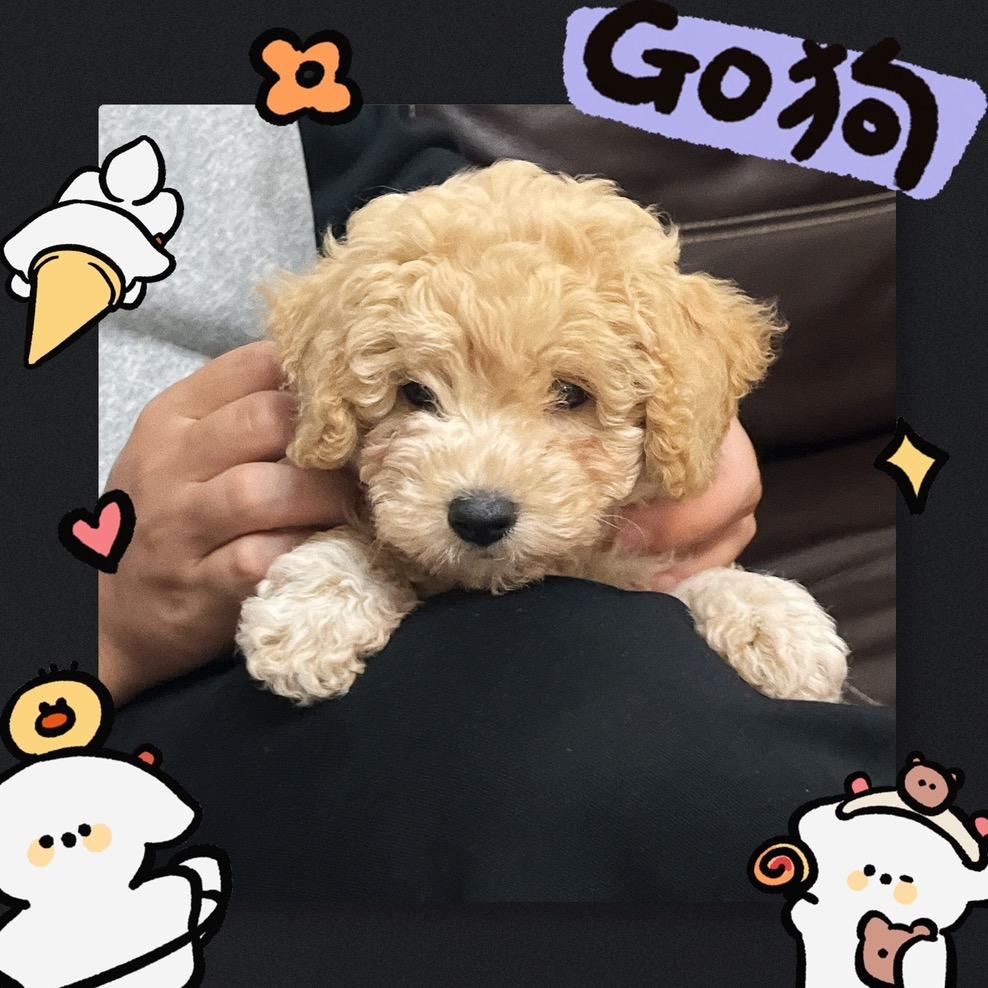 元宝日常分享（狗狗生活）