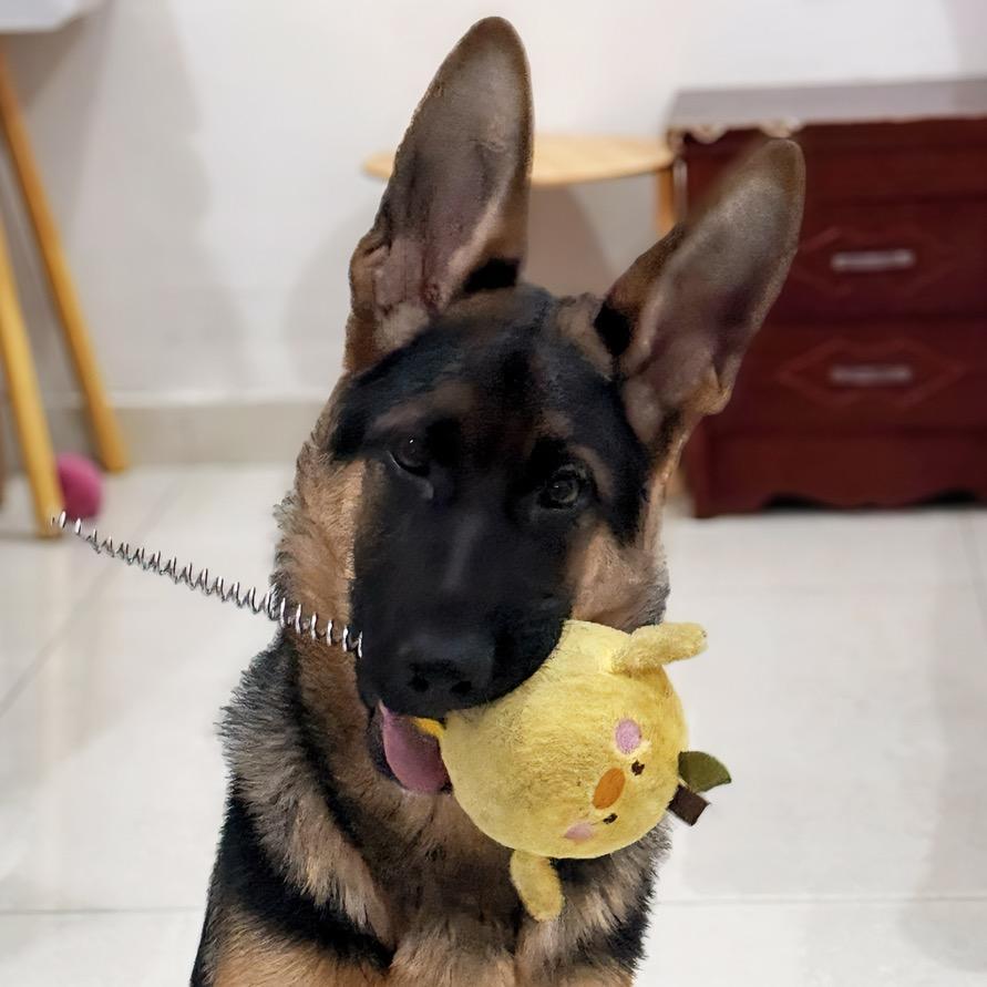 平安是只德牧犬🐶