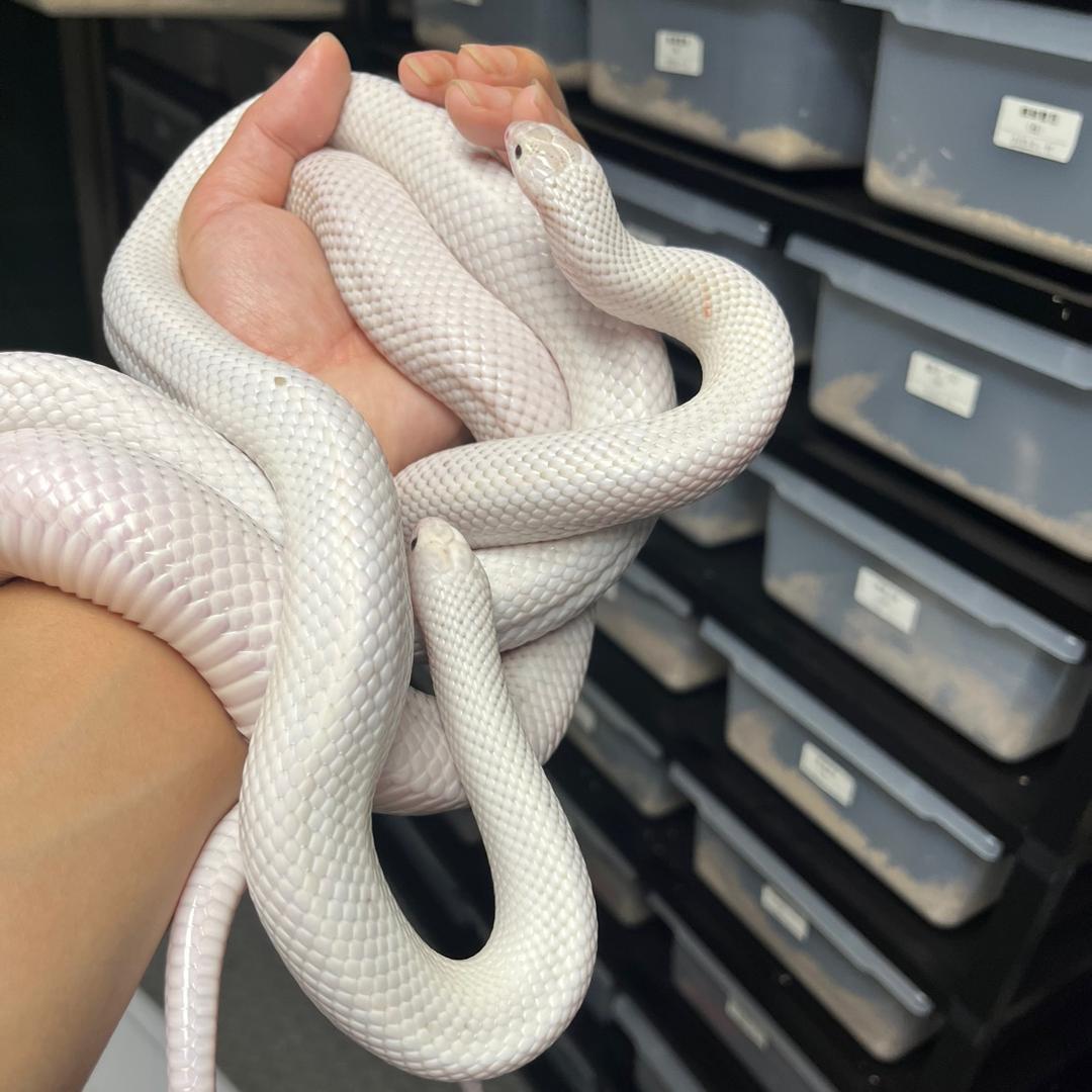 痞子蛇&🐍