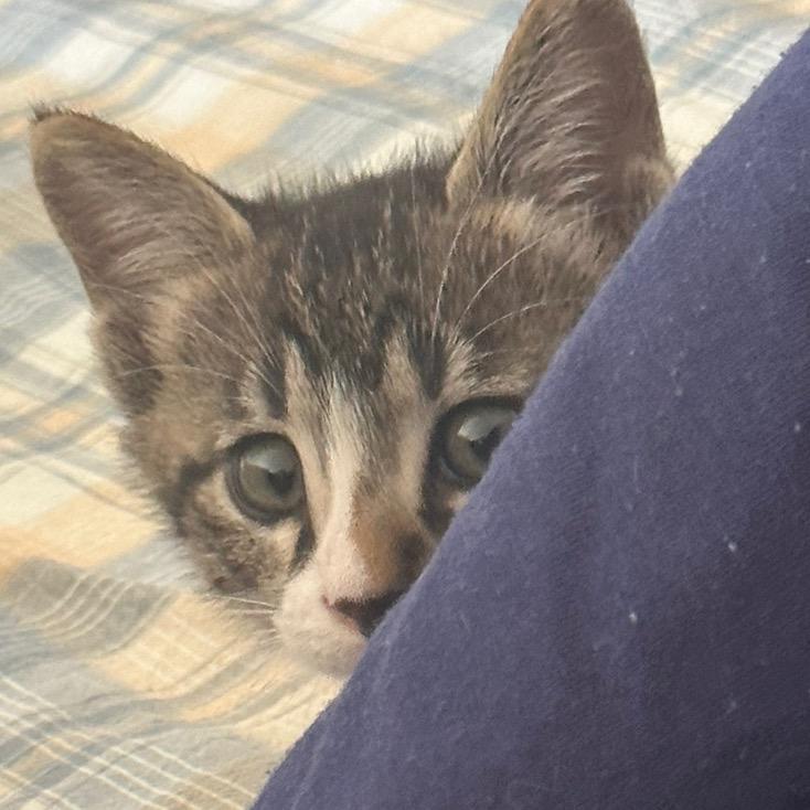 小猫代播（燕云十六声重开版）