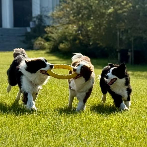 二猫六狗十口之家