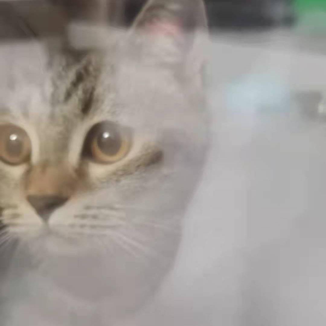 猫猫爱吃🐟