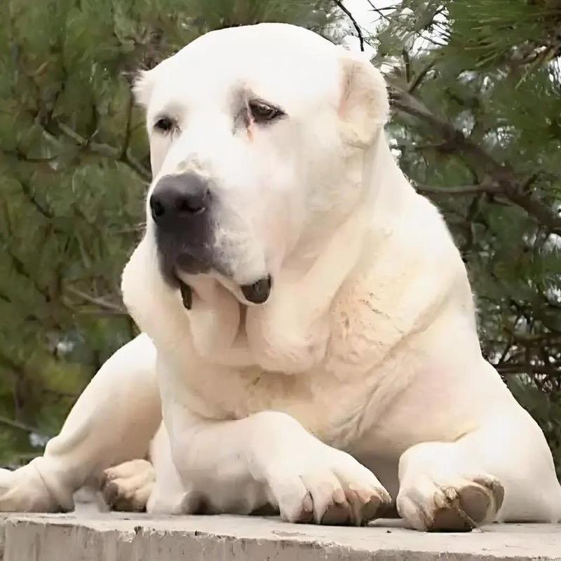 80后兵嫂养犬