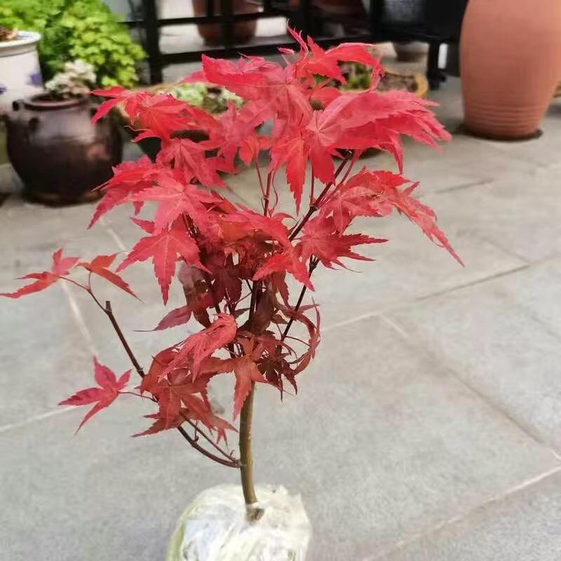 惜音山慧云果树苗木专卖店