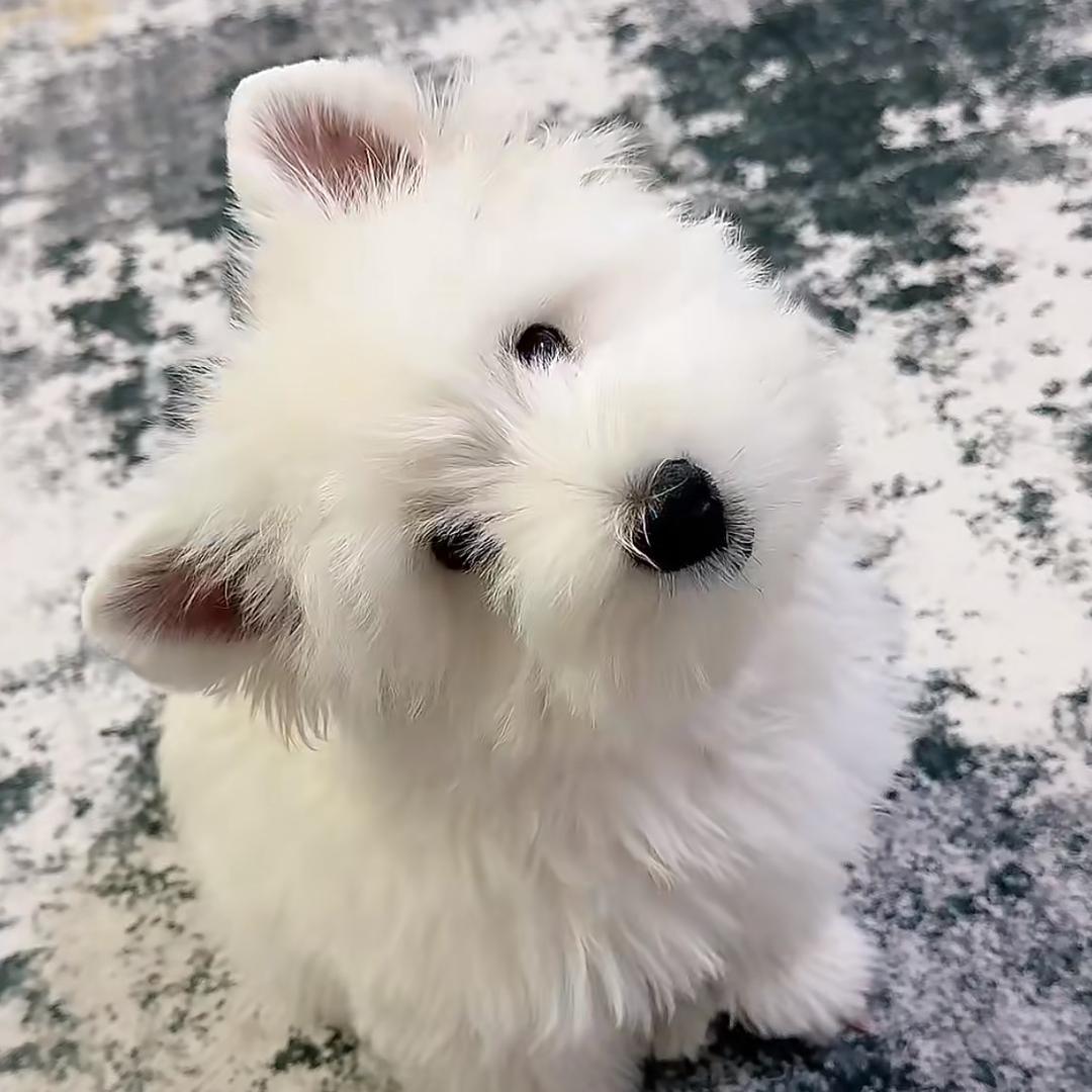 西高地小宝（买🐶私聊）自🏠犬