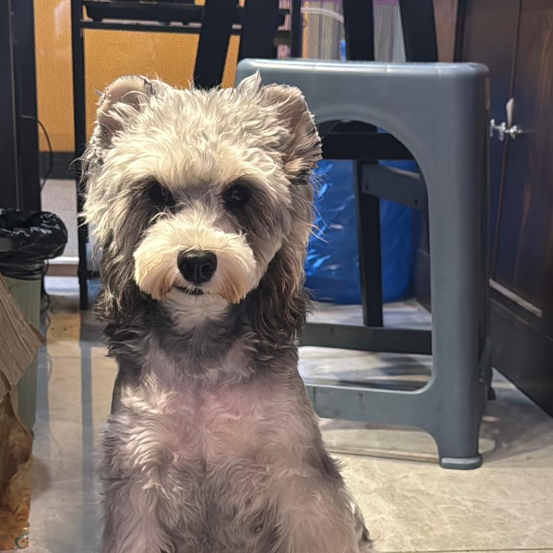 六一是只雪纳瑞