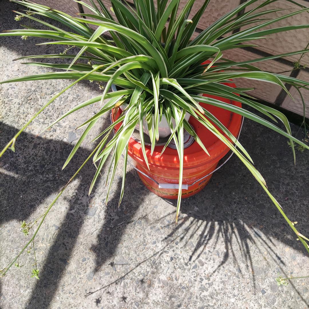 兰兰🌹🌹❤❤