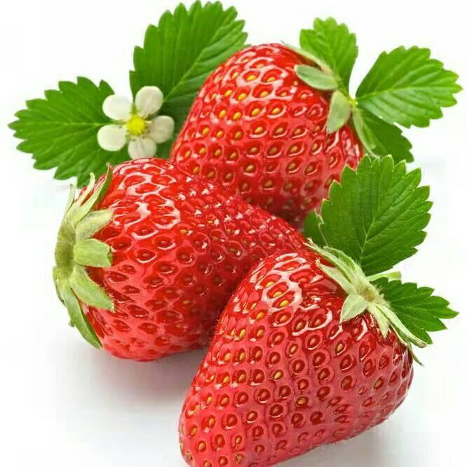 莓好草莓采摘园