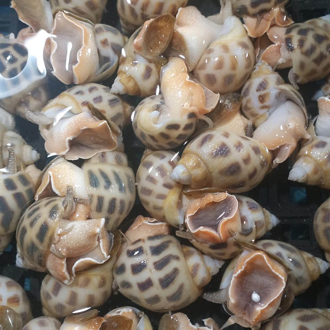 丹丹涛记海鲜河鲜