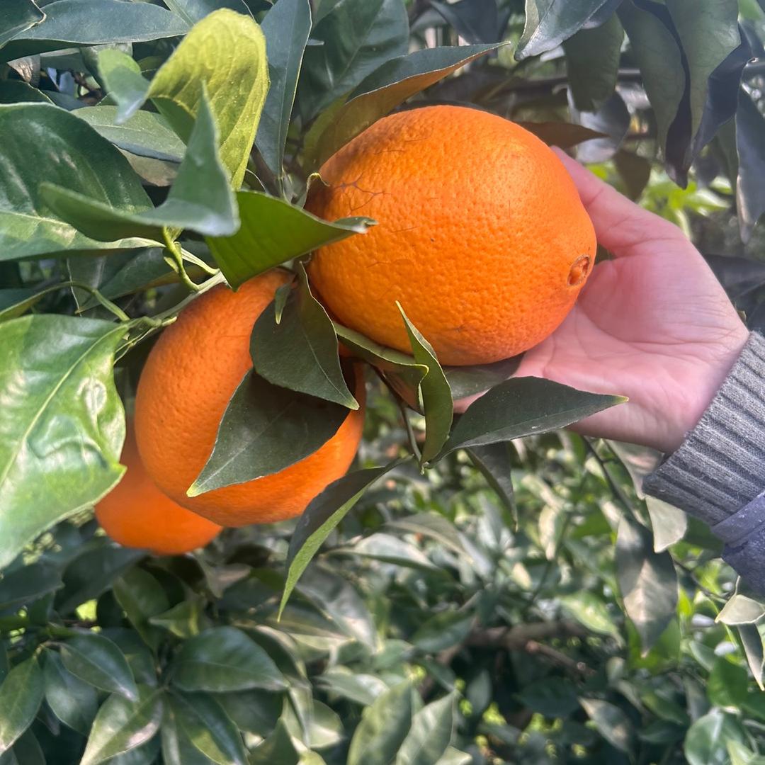 紫君商贸授权号