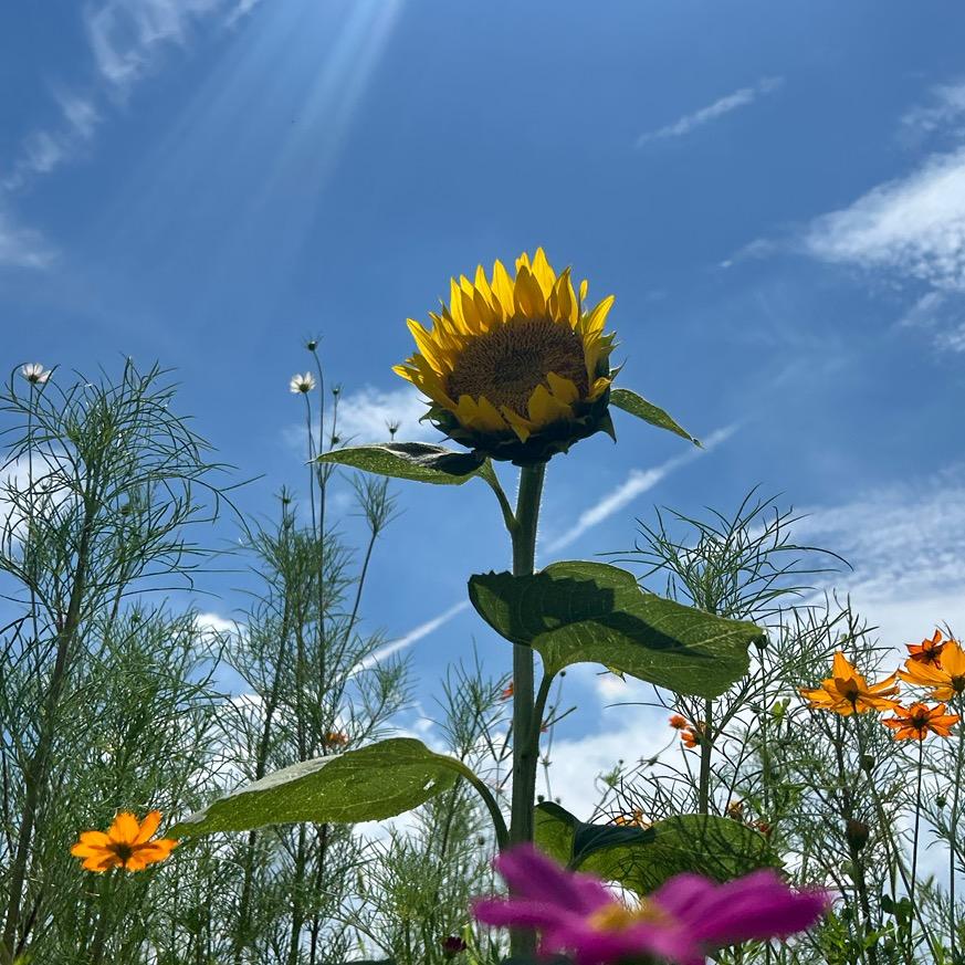 夏日会有好事发生