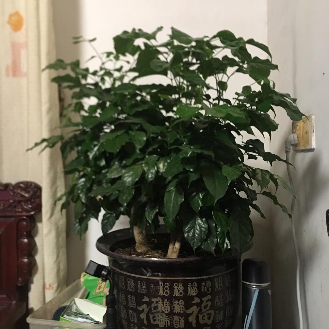 黄仕华