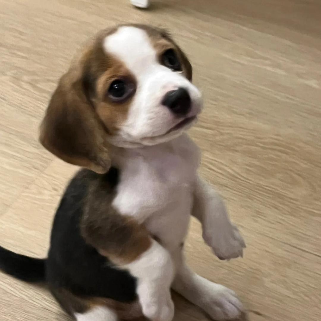 小比是这样子的