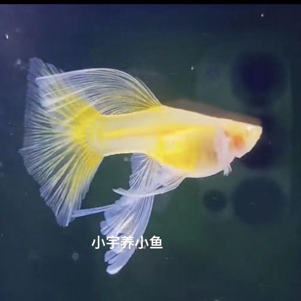 小宇养小鱼