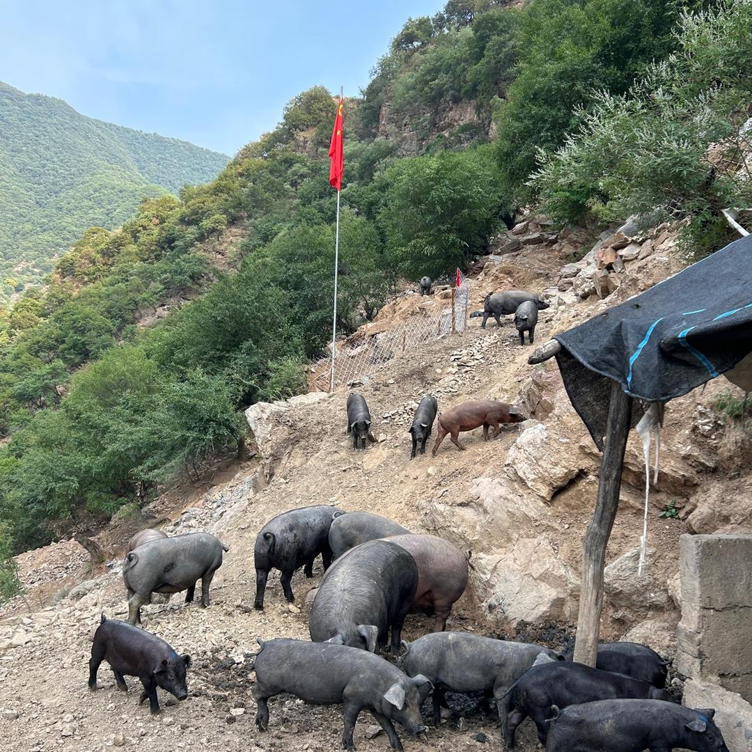 纯粮散养土猪场