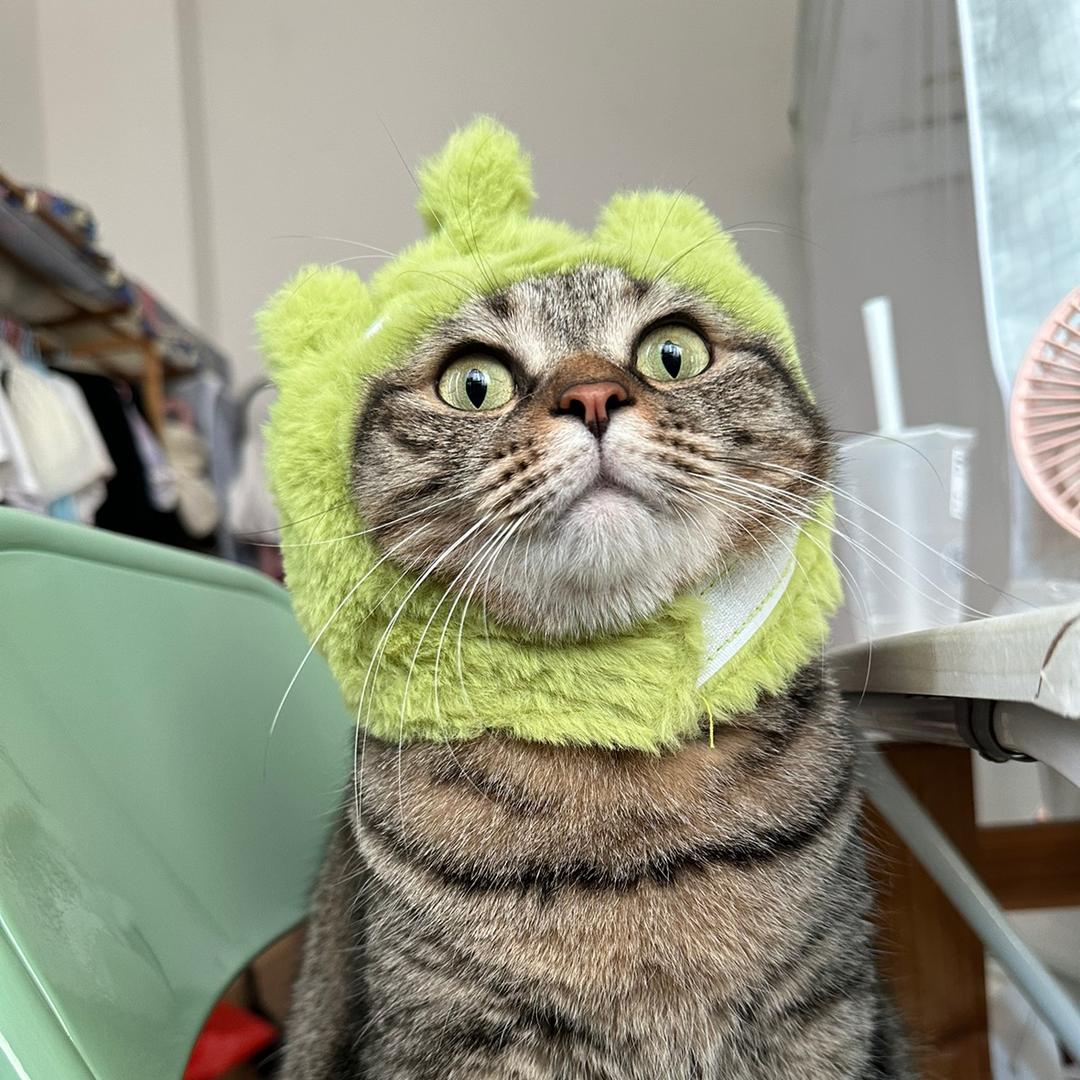 小憨猪