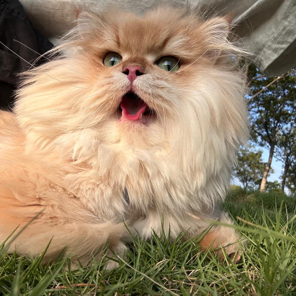 两只猪咪的日常