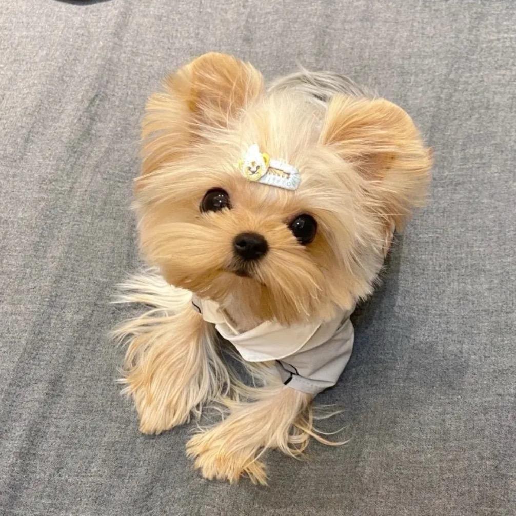 左左萌宠ZZ·home