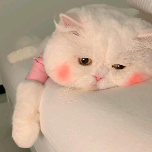 彬彬宝贝