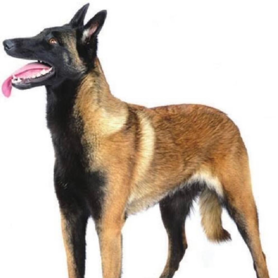 马犬爱好者