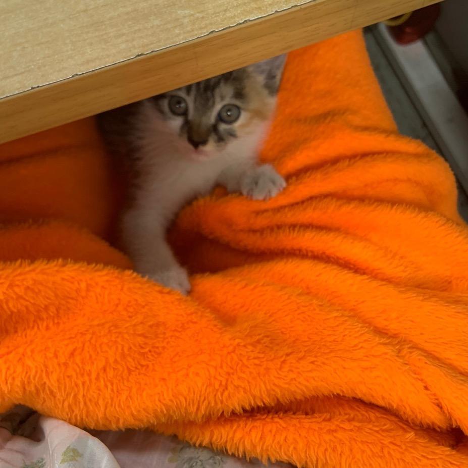 湘妃在苏州🤣 关必回