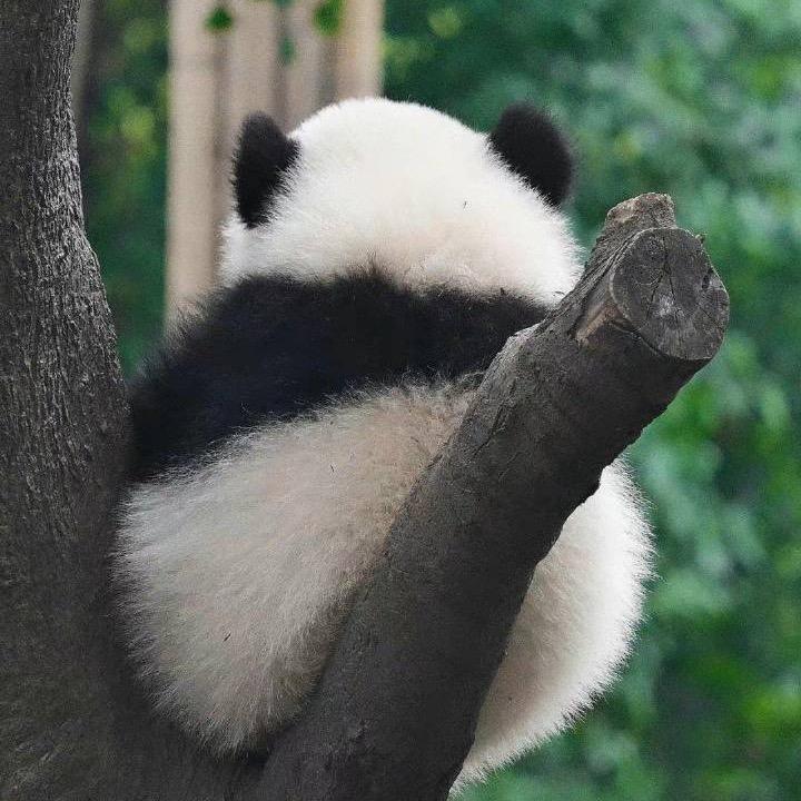 比巴卜卜