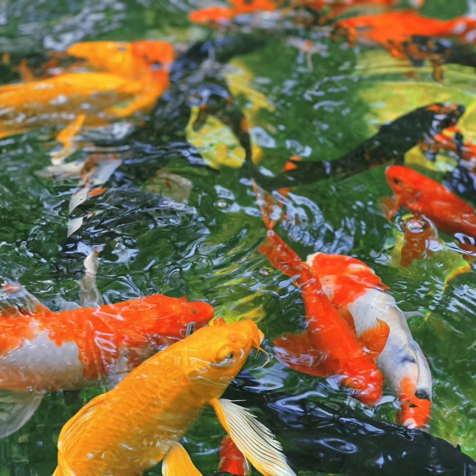 玩玩