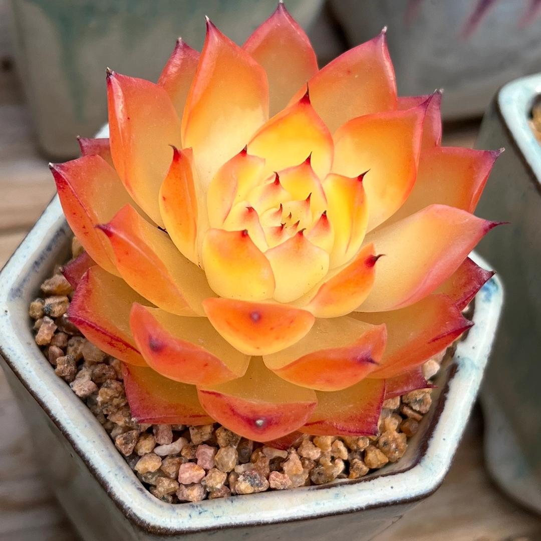 春萌园艺