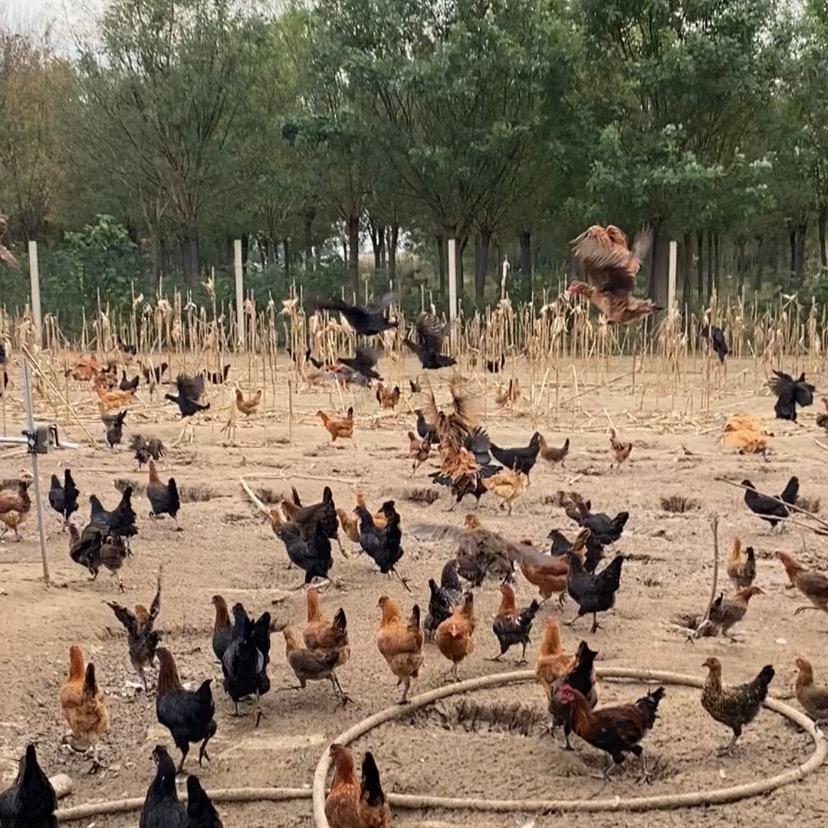 鲁西二蛋家散养鸡