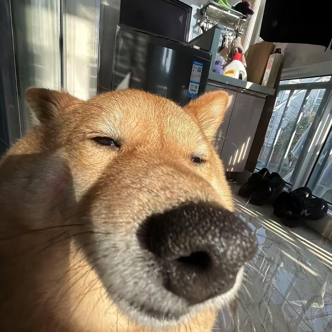 aaa解码小登