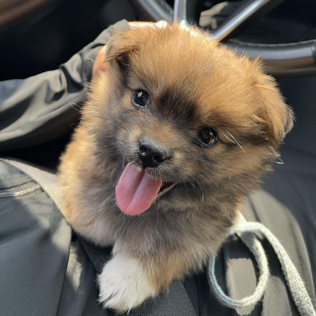 田园犬来财
