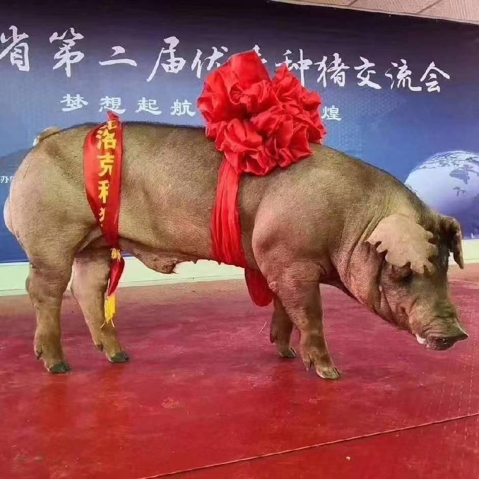 鑫达猪业养殖