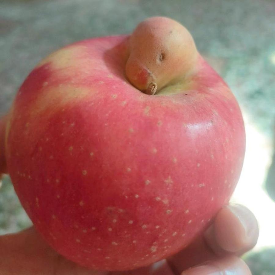 鱼红