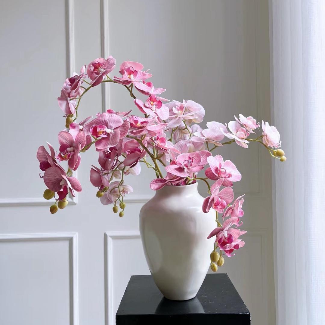 繁花蝴蝶兰