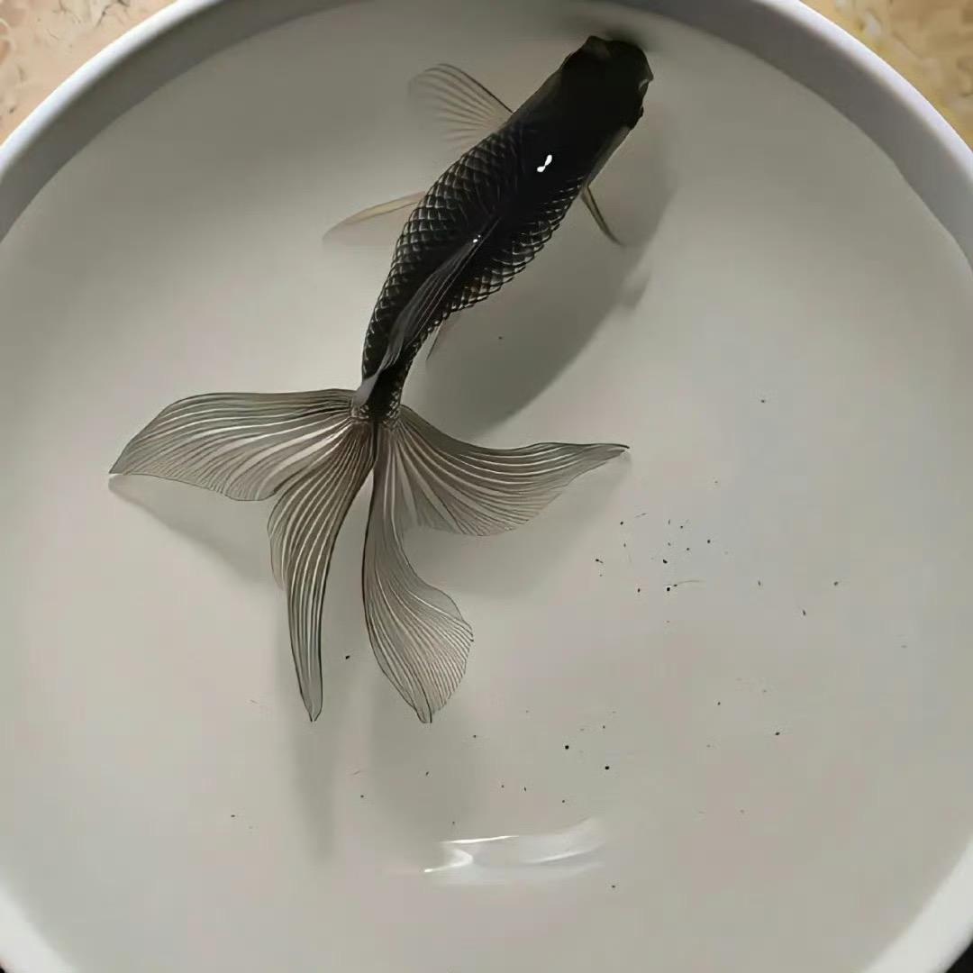 不陆