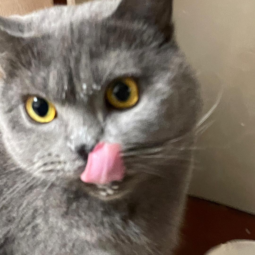 猫咪酱酱