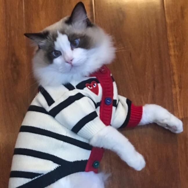 史图图与四单元